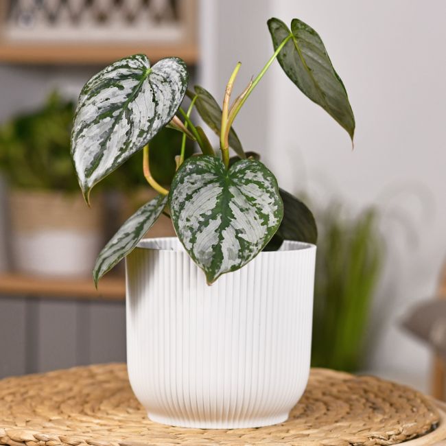 Philodendron Brandtianum