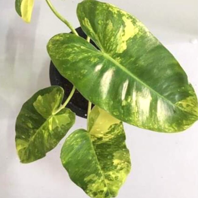 Philodendron Burle Marx