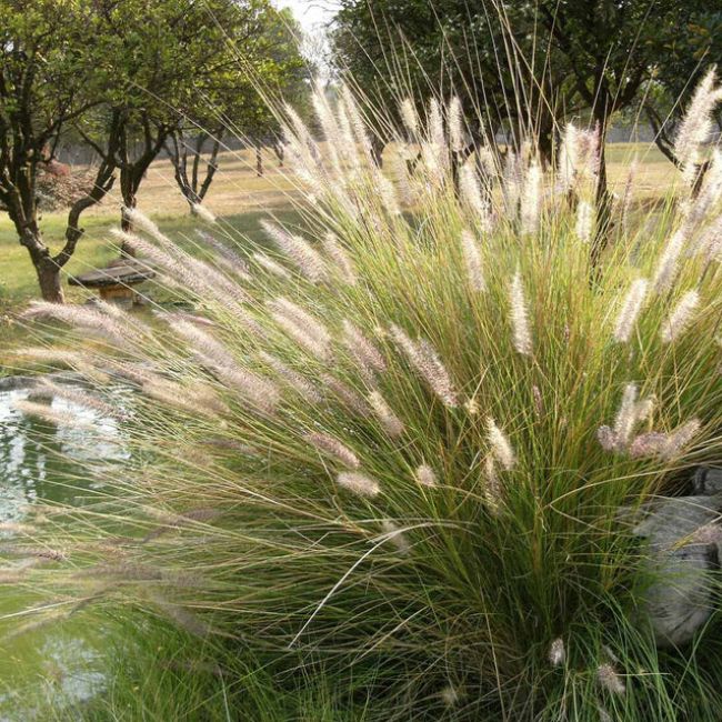 Golden Dew Tufted Hair Grass