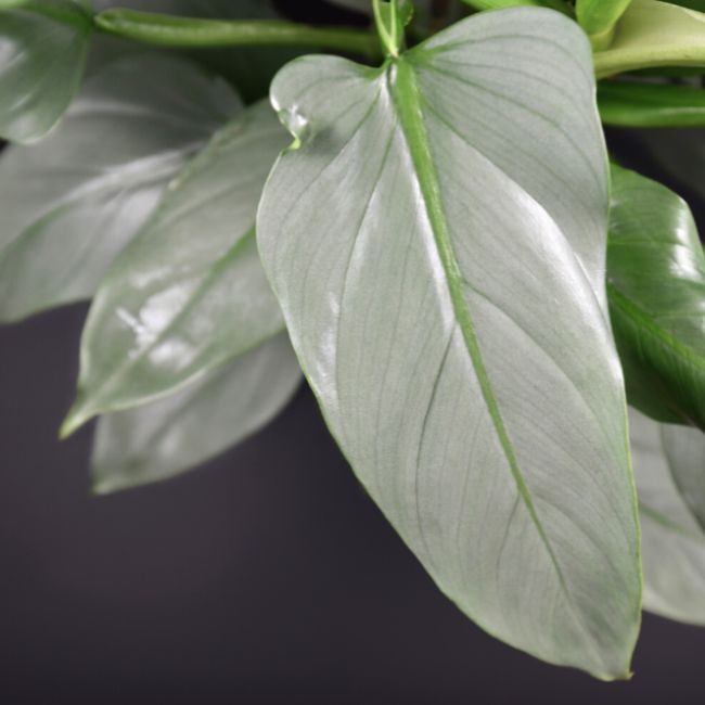 Philodendron Hastatum