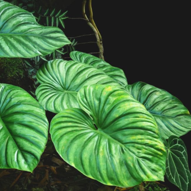Philodendron Plowmanii