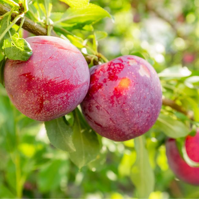 Plum Trees