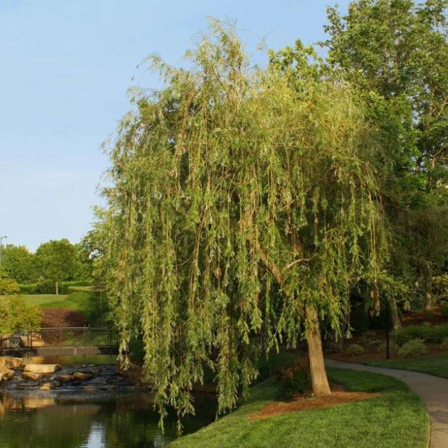 Prairie Cascade Weeping Willow