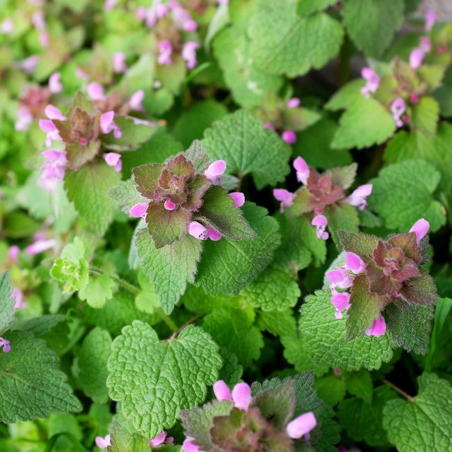 Purple Dead Nettle
