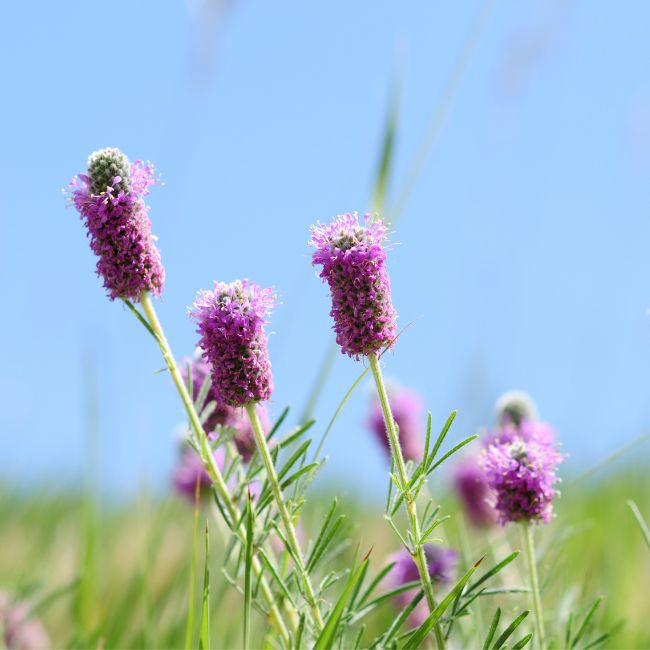 Purple Prairie Clover