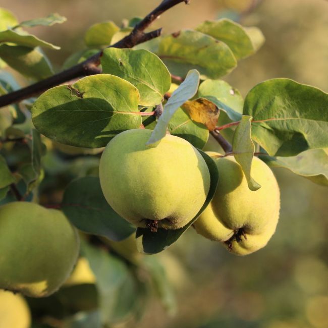 Quince Tree