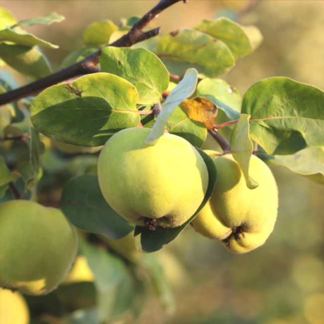 Quince Tree