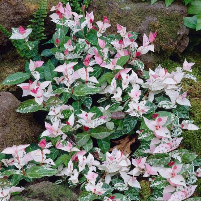 Snow-N-Summer™ Asiatic Jasmine Shrub
