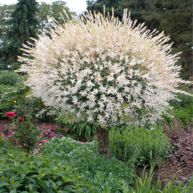 Tri-Colored Pink Willow Tree