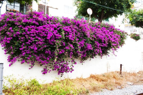 Bougainvillea on a Wall