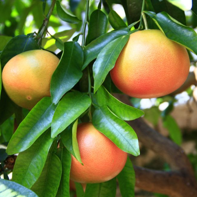 Grapefruit Trees