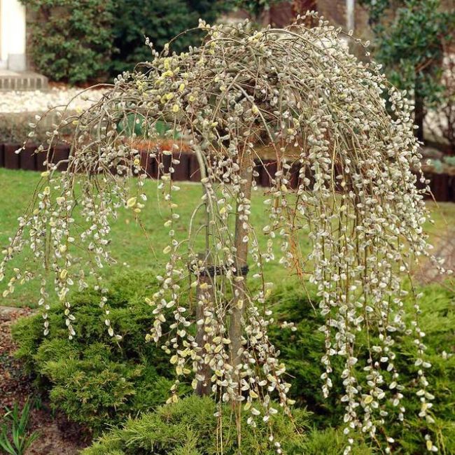 Weeping Pussy Willow Tree