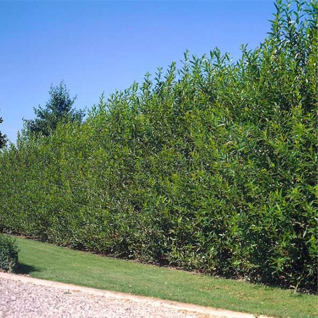 Willow Hybrid Tree