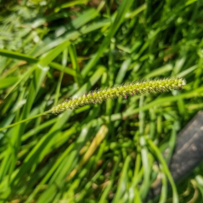 Yellow Foxtail