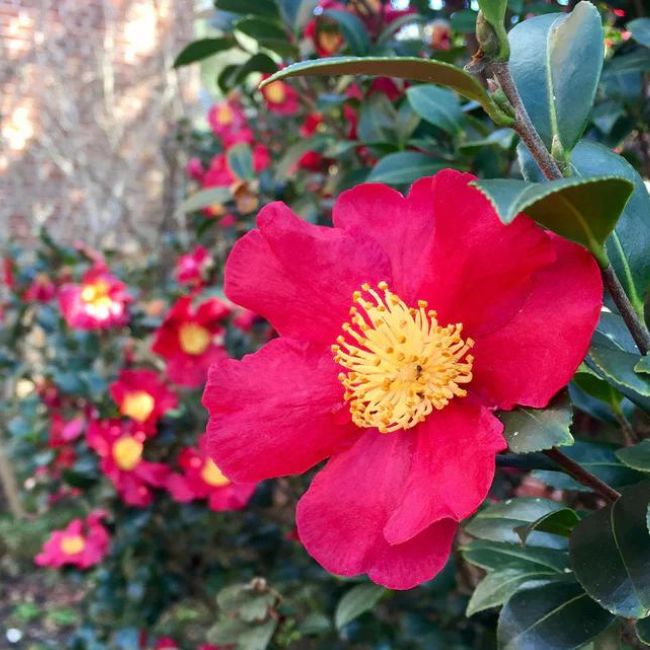 Yuletide Camellia