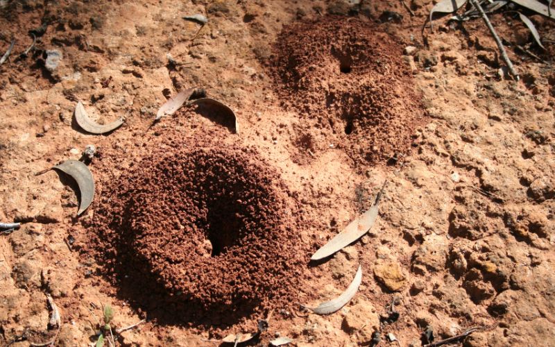 ant hill