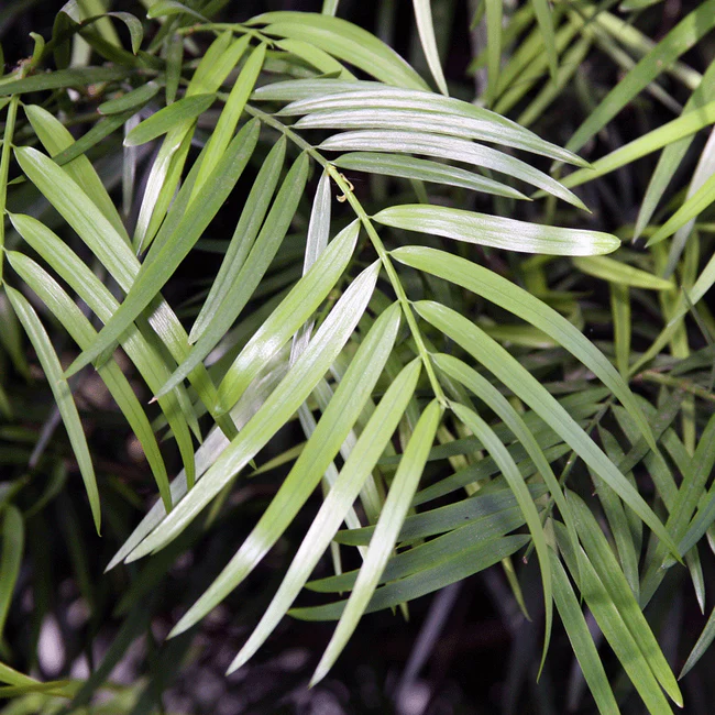 Podocarpus gracilior