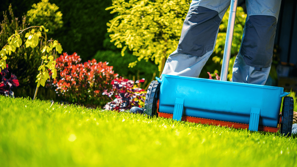 fertilize before or after rain