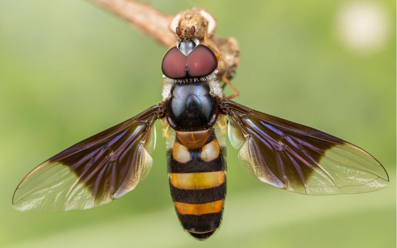 identifying hoverflies