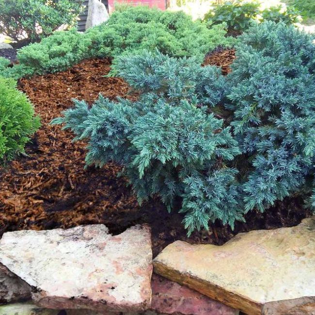 shrubs for front yard