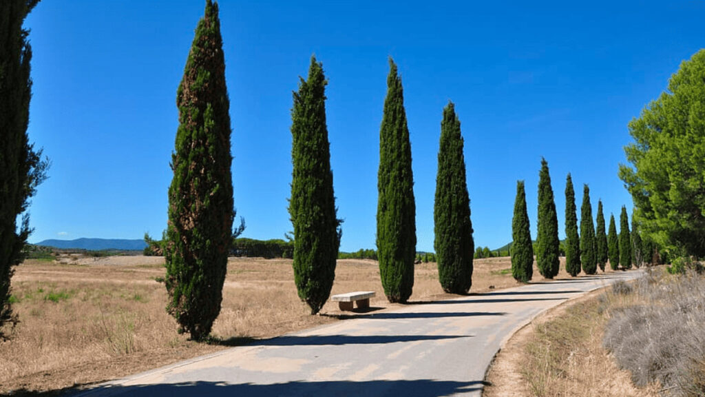 tall skinny columnar trees