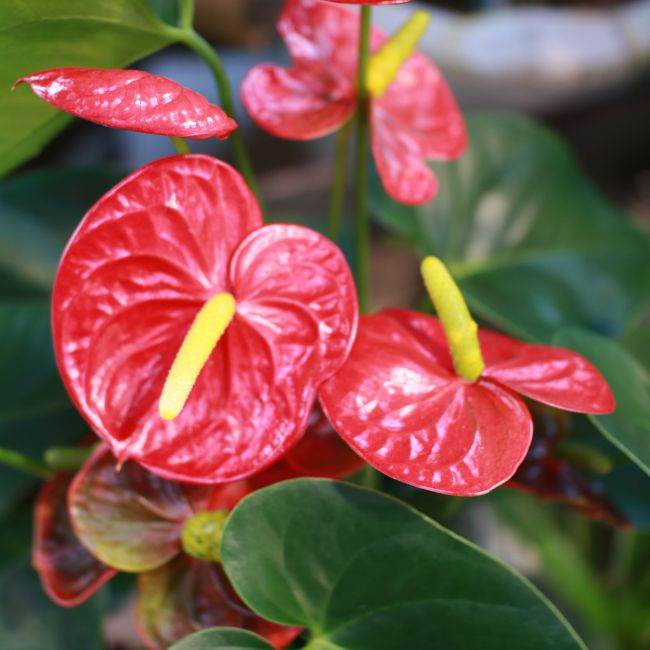 Anthurium Flamingo Lily Plants With Red Leaves