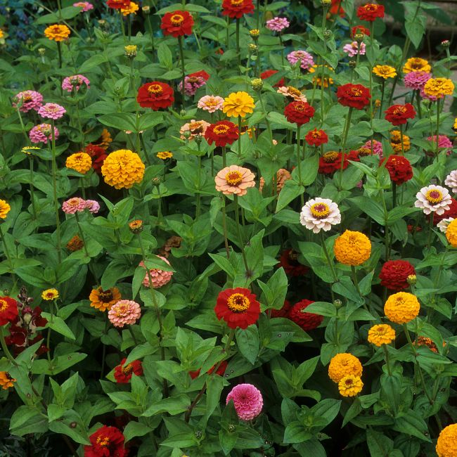 Are There Deer Resistant Zinnias