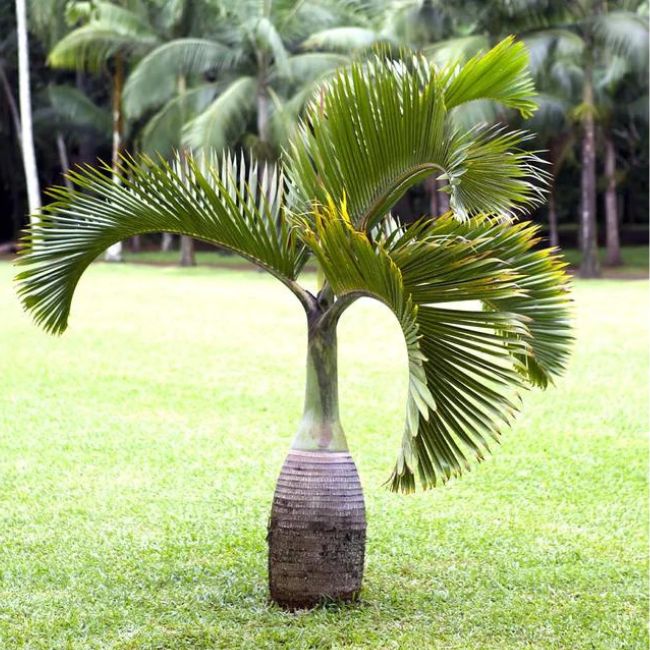 Bottle Palm Tree