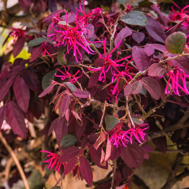Burgundy Loropetalum