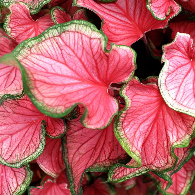 Caladium Red Flash