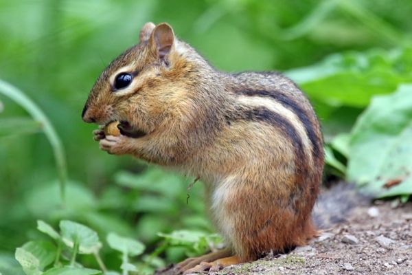 Chipmunks