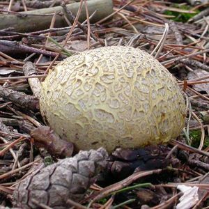 Common earthball mushroom