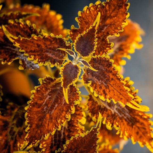 Copperhead Coleus