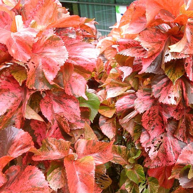 Copperhead Copper Plants