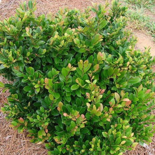 Coppertone Distylium