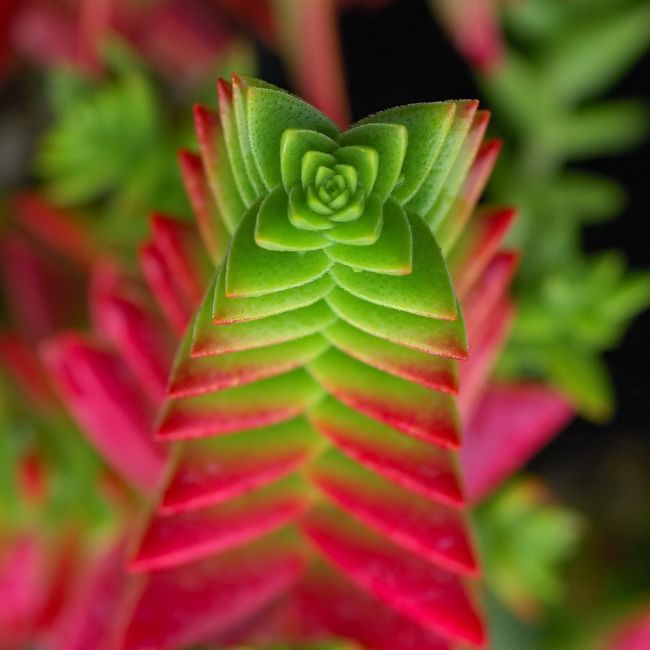 Crassula capitella ‘Red Pagoda’