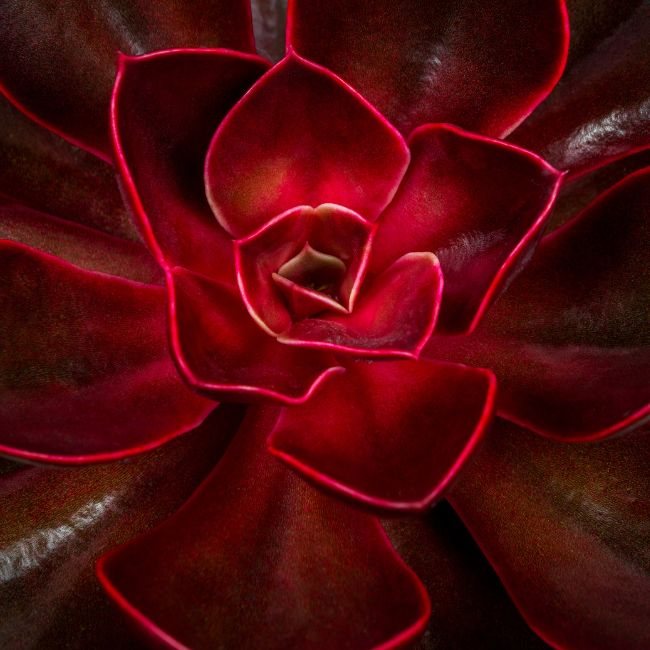 Echeveria agavoides ‘Romeo’