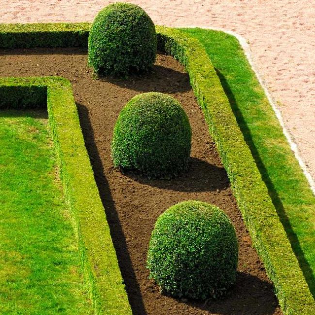 English Boxwood Shrub