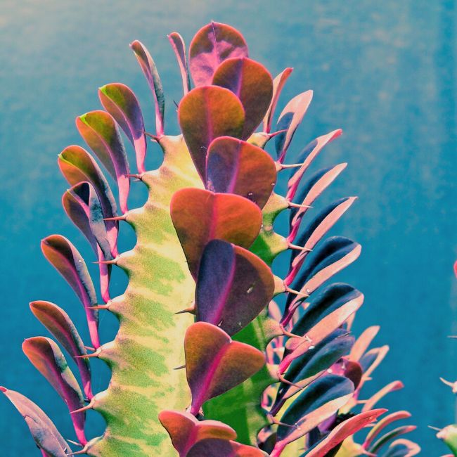 Euphorbia trigona ‘Royal Red’