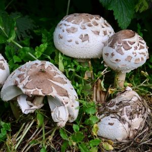 False parasol mushroom