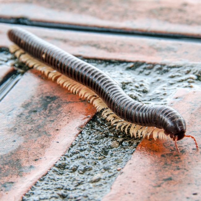 Getting Rid of Millipedes Naturally