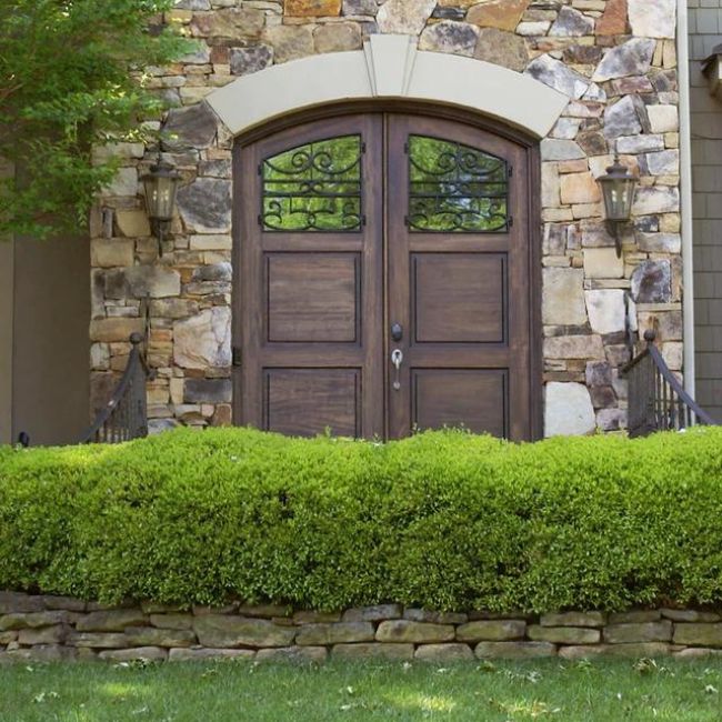 Green Mountain Boxwood Shrub