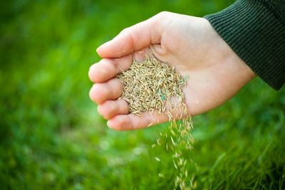 Grow Grass Seed on Hard Dirt