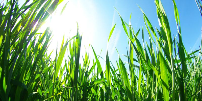 How Much Sunlight Does Bermuda Need