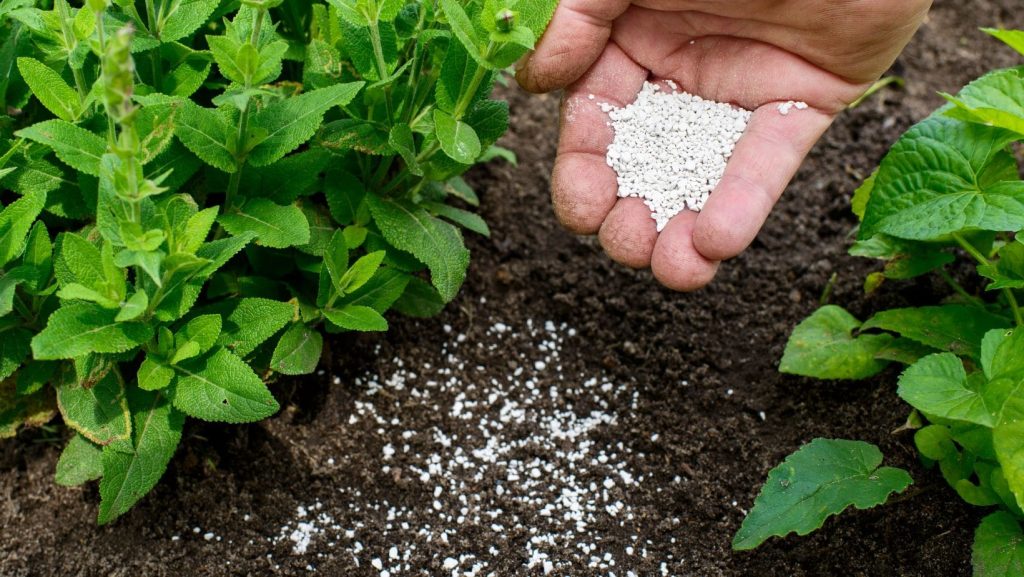 How to Fertilize Collard Greens