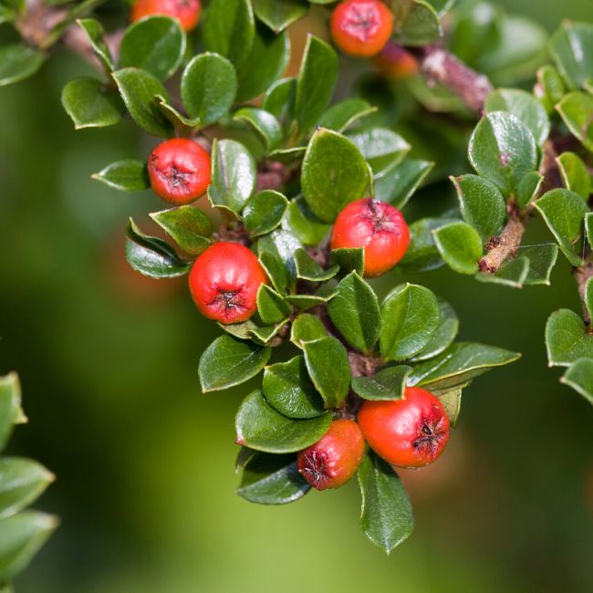 Japanese Barberry Seeds