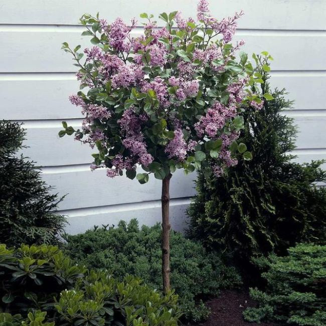 Korean Lilac Tree