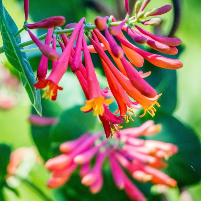 Louisiana Red Coral Honeysuckle