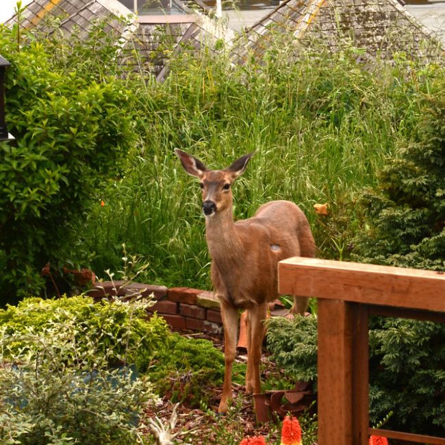 Making Home-Made Deer Repellent