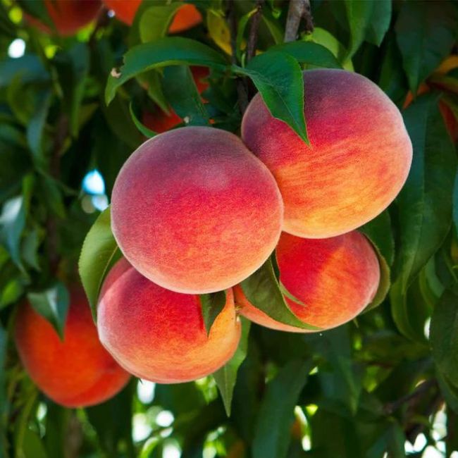 O'Henry Peach Tree